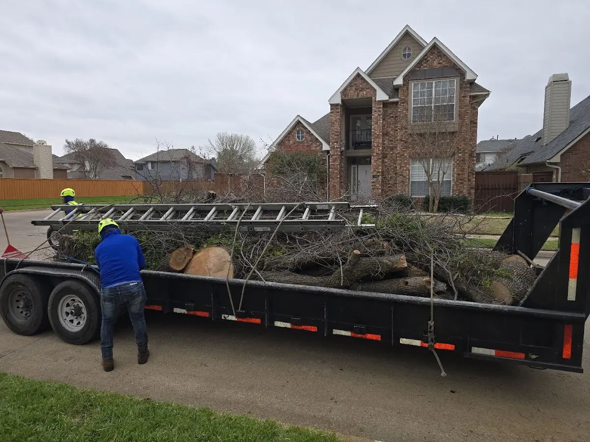 Expert Tree Pest Control with proper safety equipment in Bryant